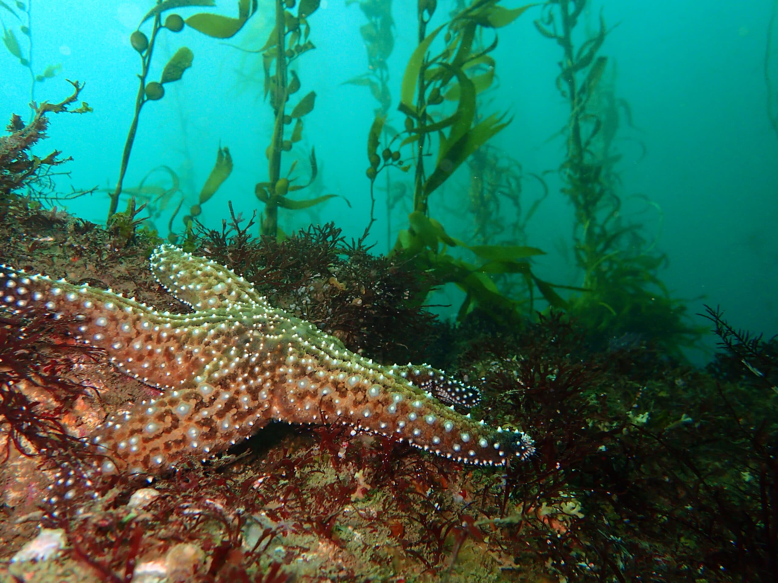 Starfish