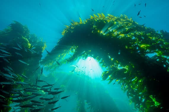 A school of fish under water