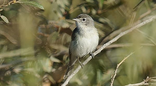 Least-bells-vireo