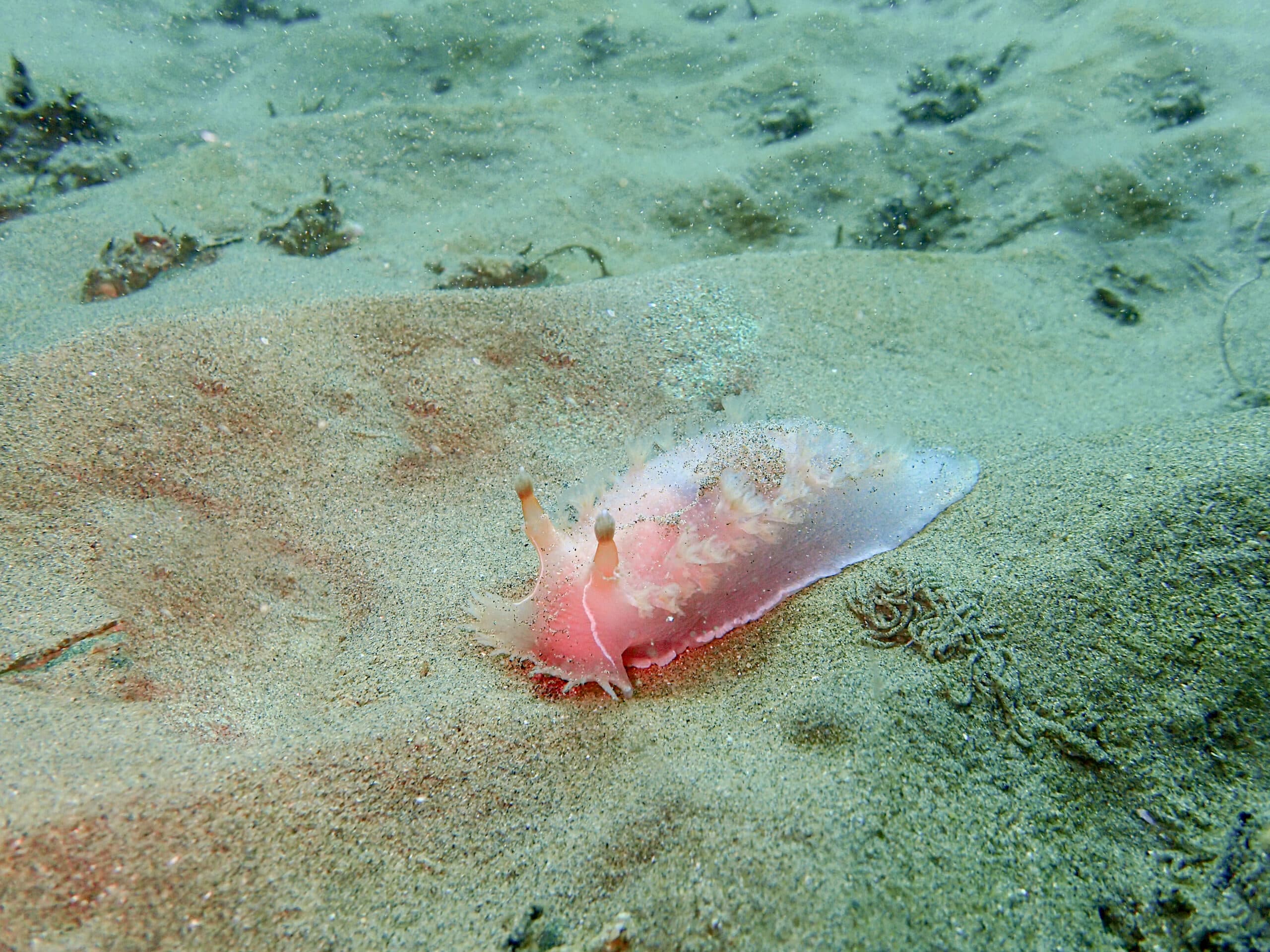 Nudibranch_MalagaCove_02_04_2022_2-scaled