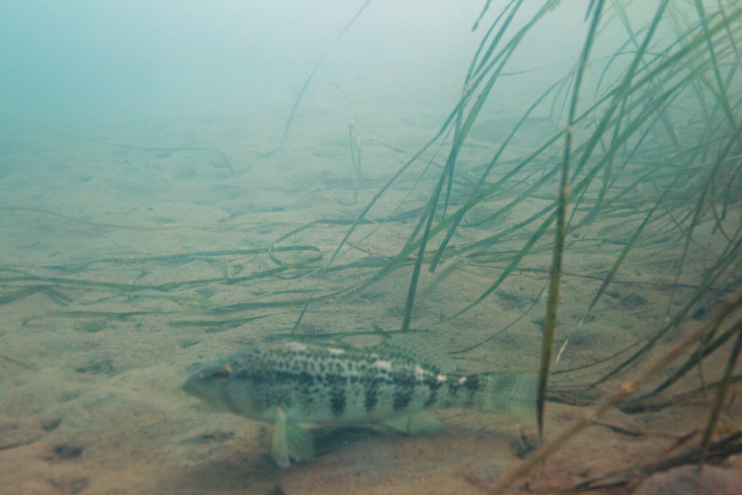 Spotted Sand Bass