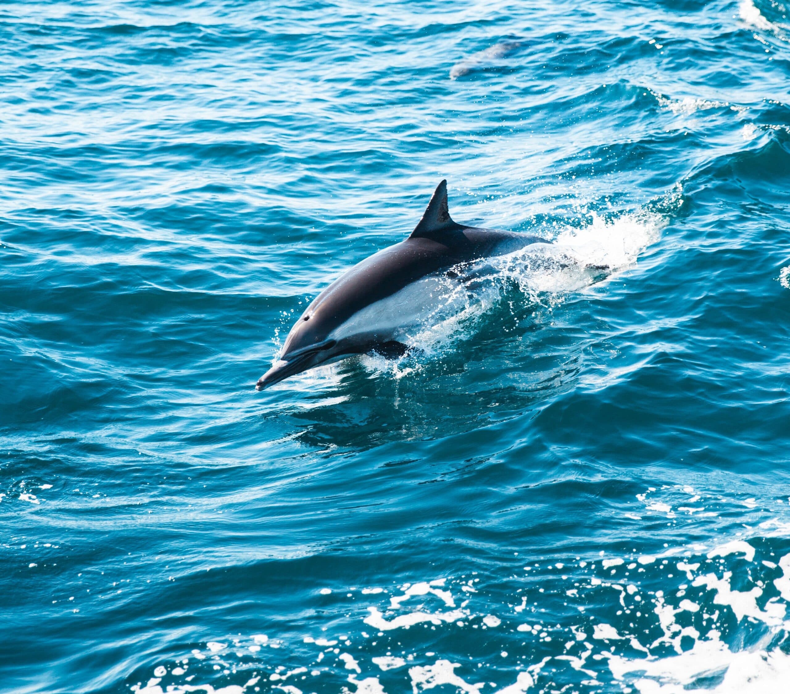 Dolphin