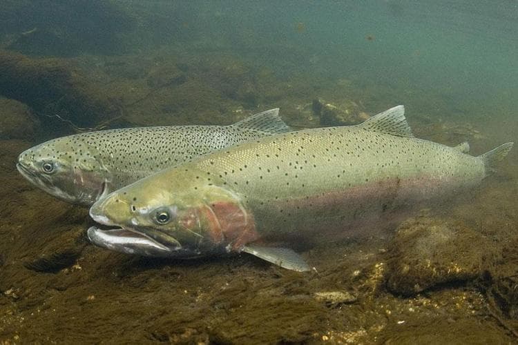 steelhead