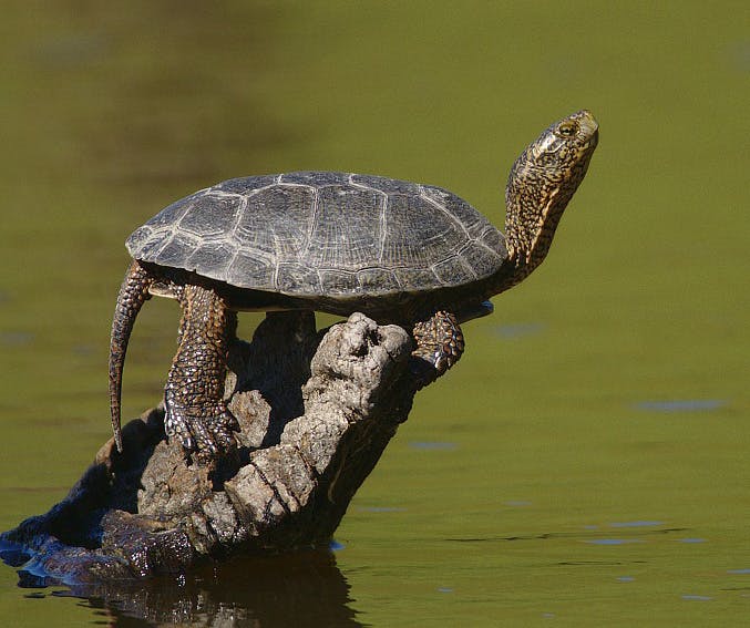 2009-Western-pond-turtle