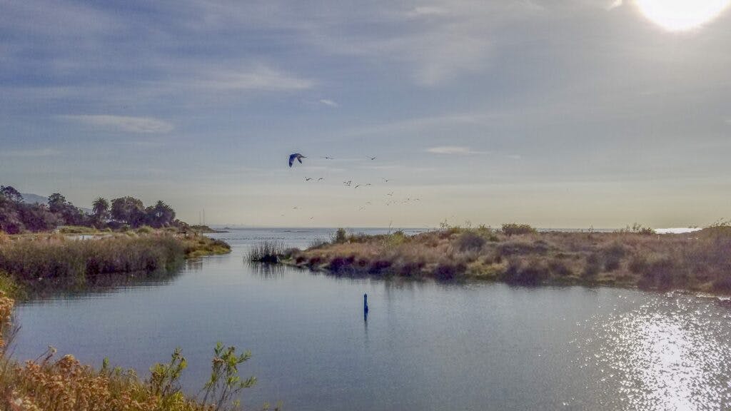 2017-12-03-Malibu-Lagoon-Landscape-Birds-1-scaled