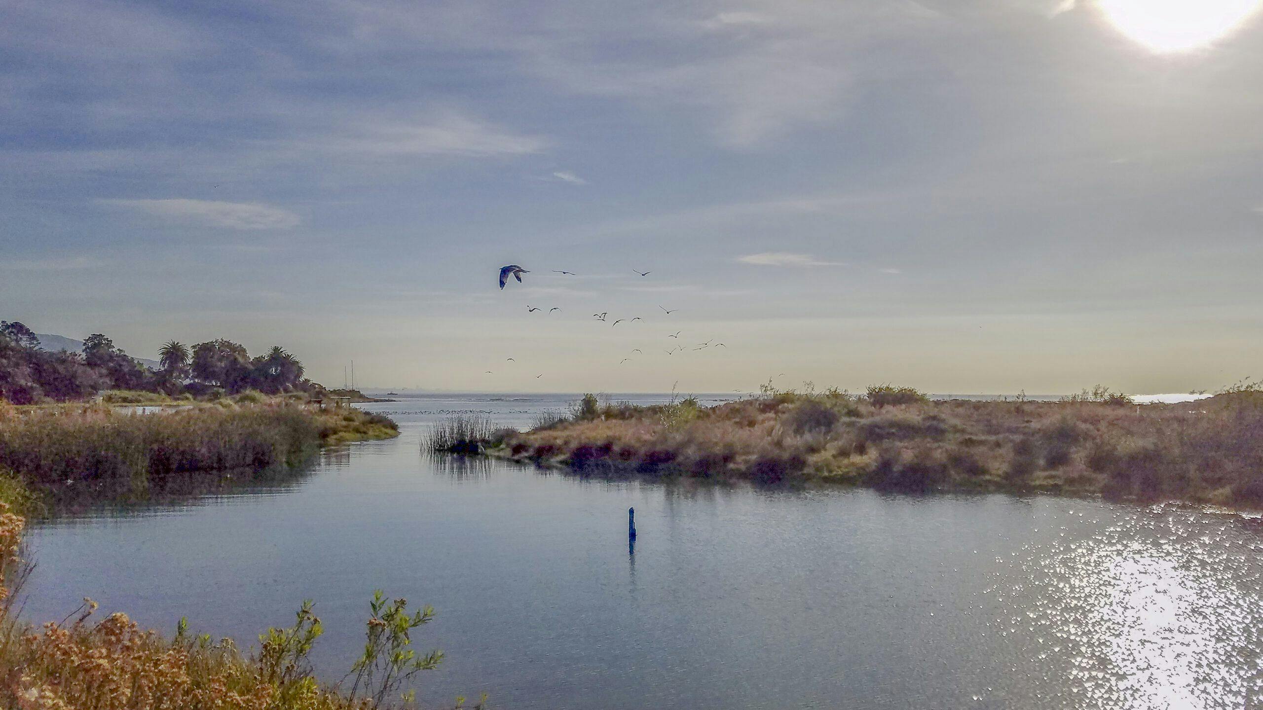Malibu-Lagoon-Landscape-Birds