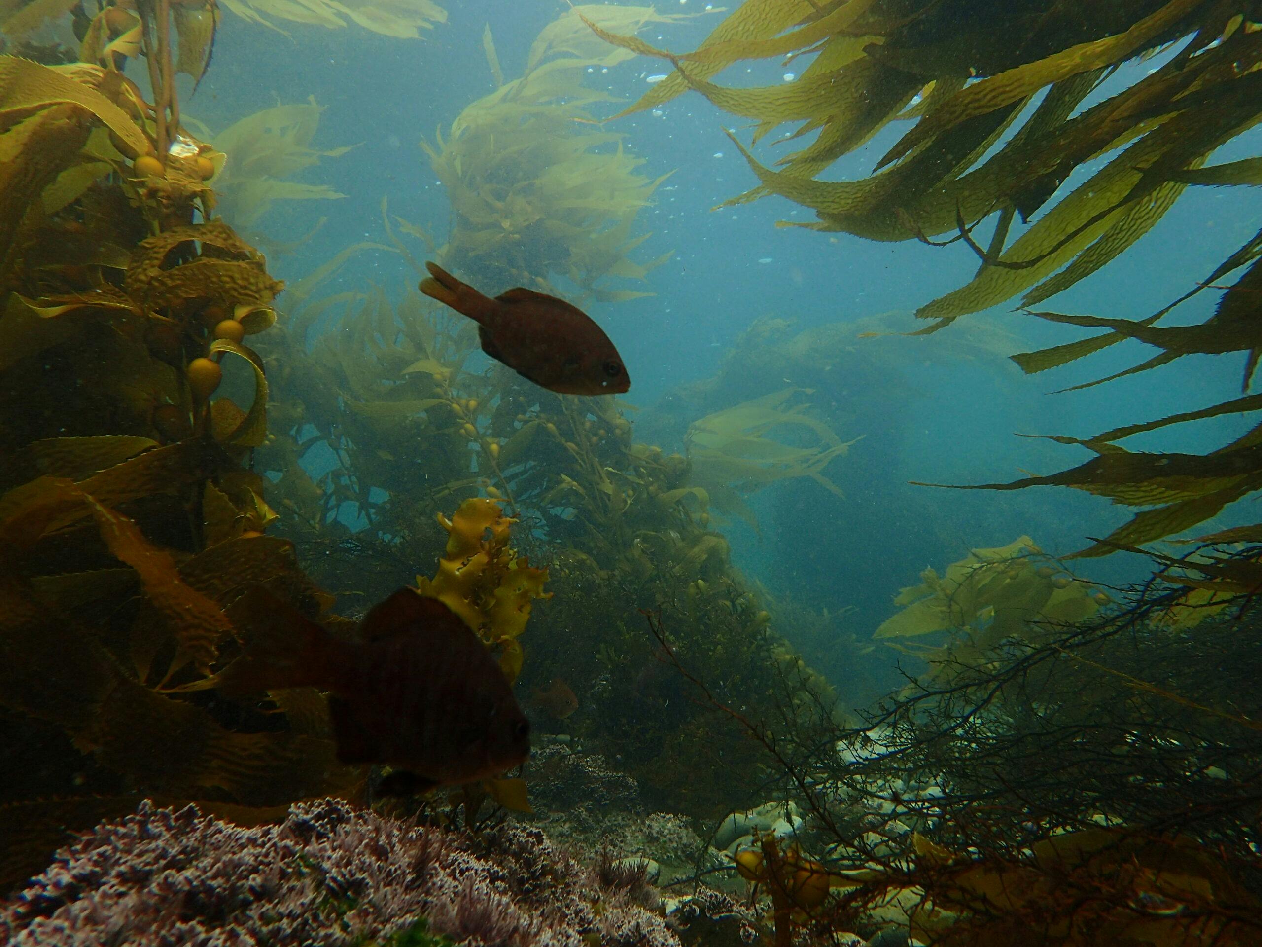 under water habitat