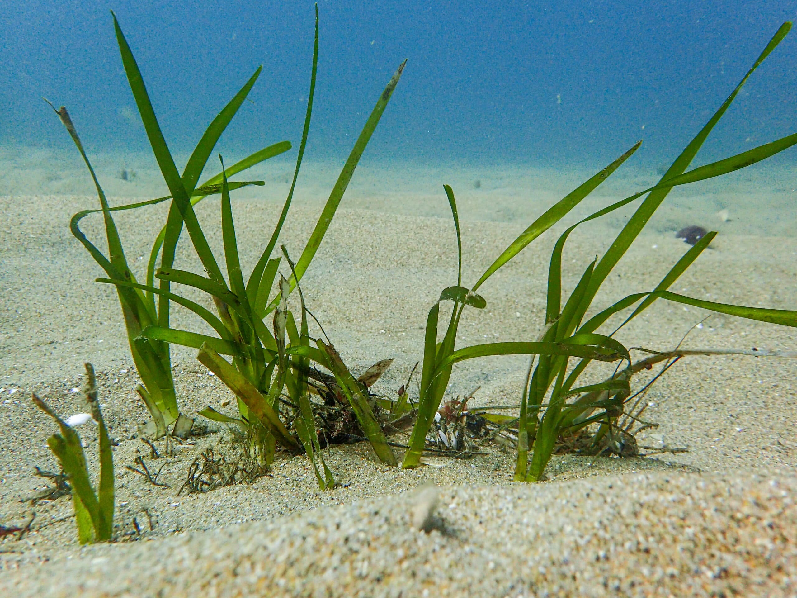 Eelgrass Bundle Malaga Cove