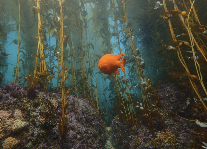 Rocky-reef-habitat-as-kelp-forest-with-high-diversity