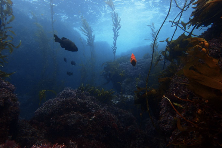 Rocky reef habitat as kelp forest with high diversity