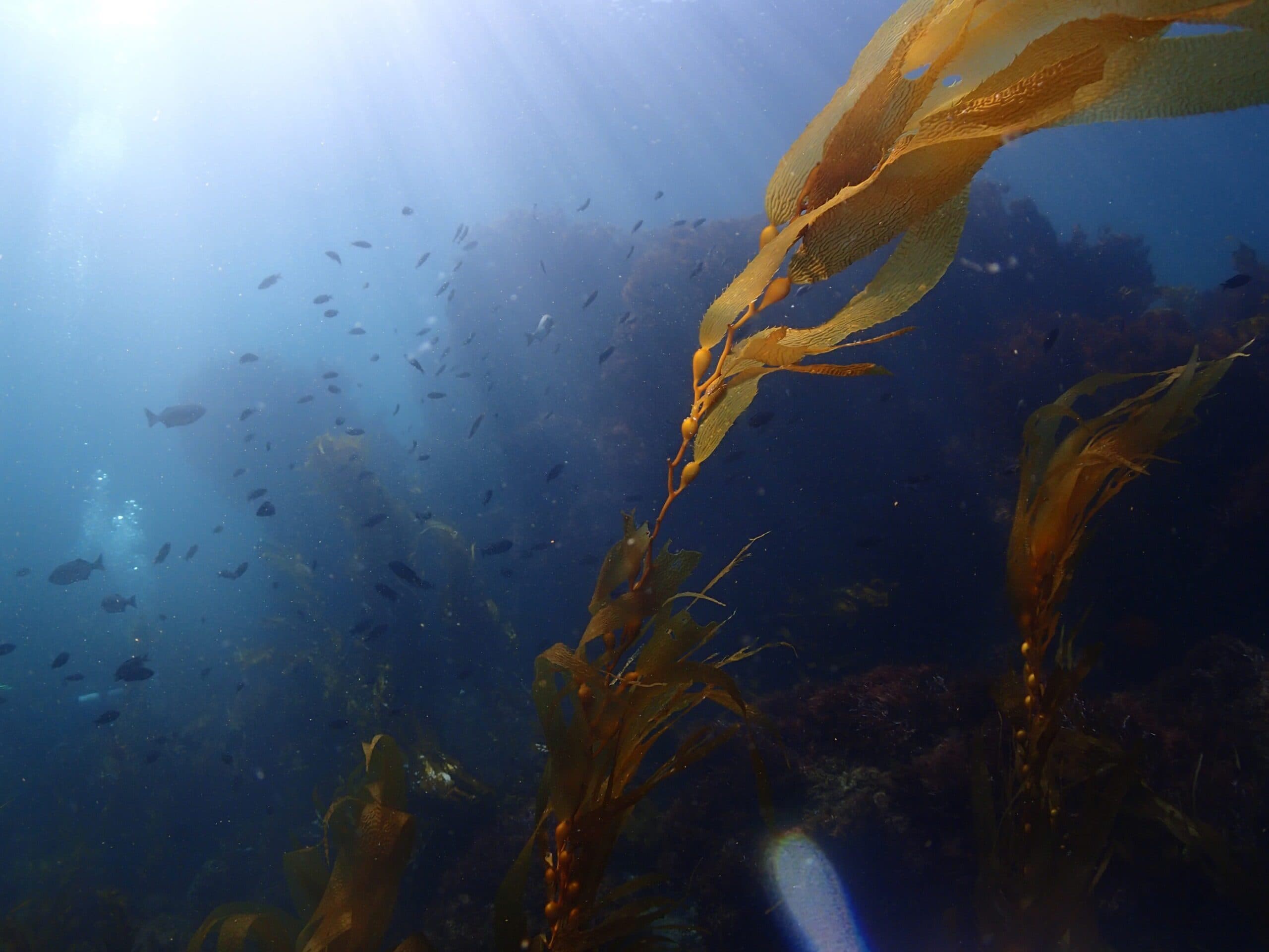 M.pyrifera_LandscapeShot_OutplantSiteSetUp_03_2015_2-scaled