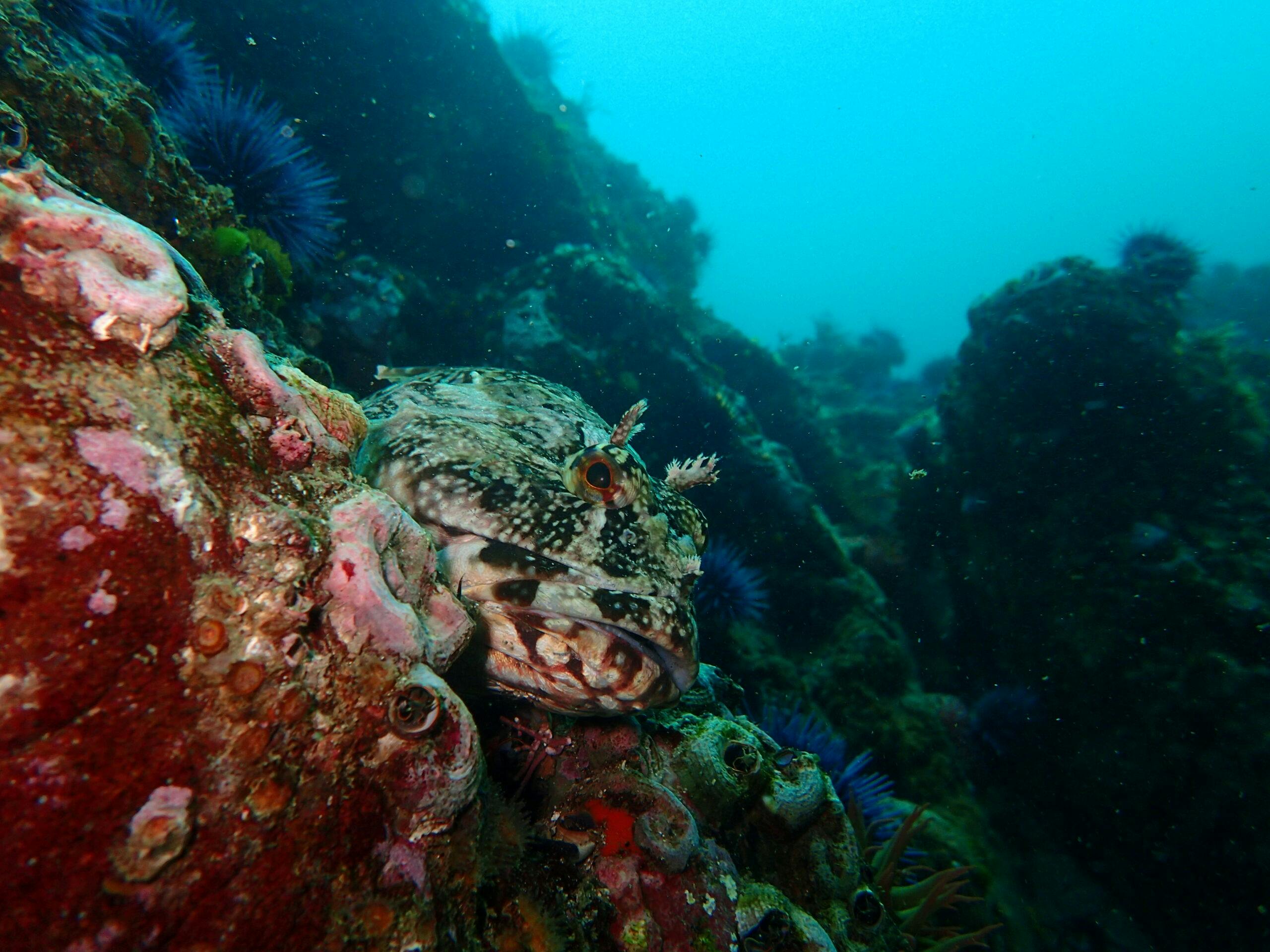 Diverse ecosystem underseas