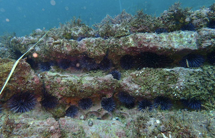reef-habitat